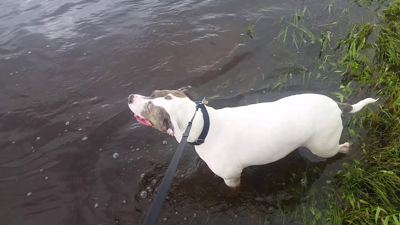 Daisy enjoying the Chippewa