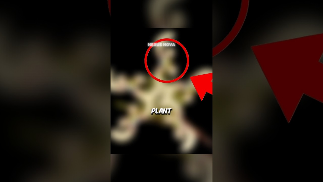 😳Bloomerang From PvZ Exists in real life!