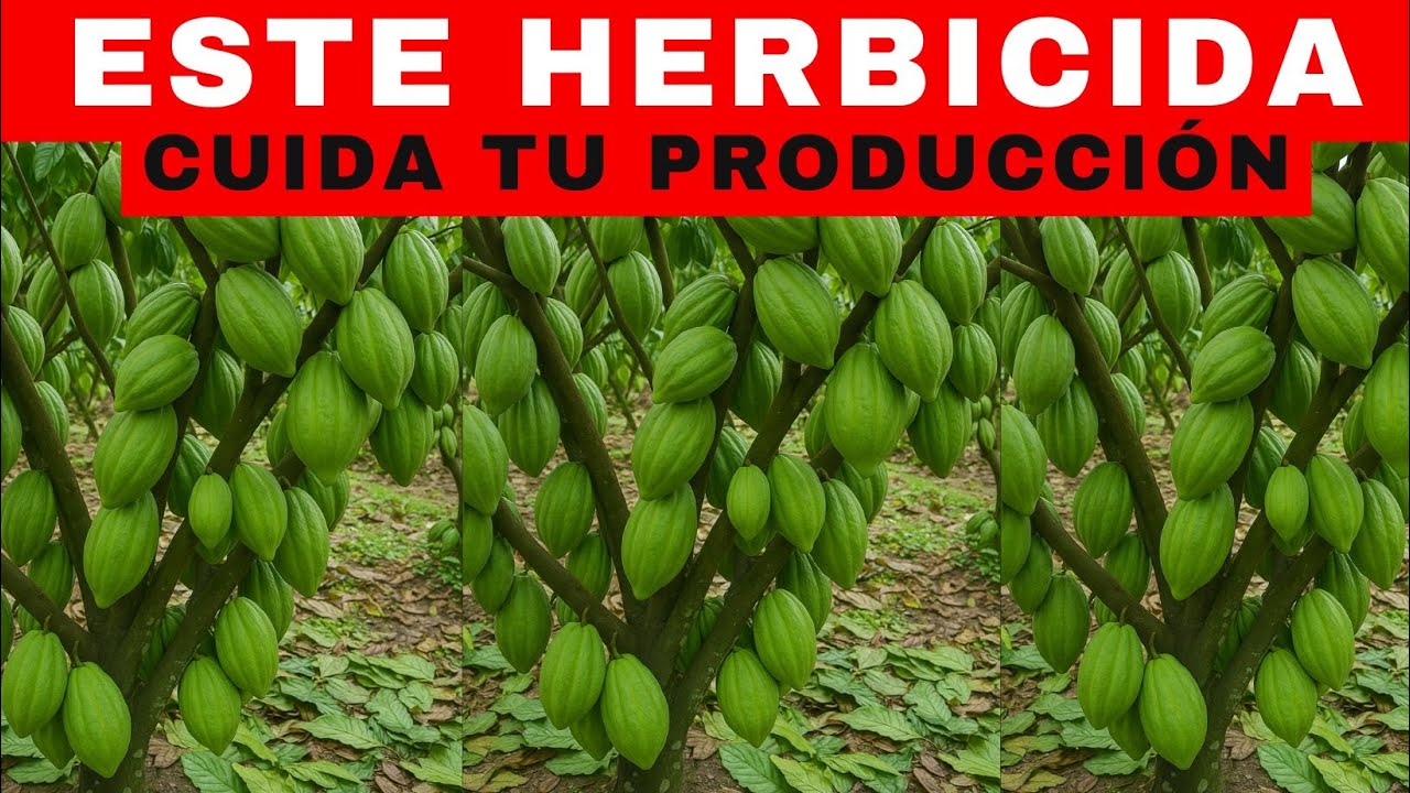 CACAO: Usar Este HERBICIDA Multiplica tu DINERO