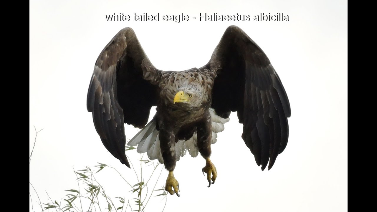 Birds of prey from the Danube Delta and Dobrogea - Romania