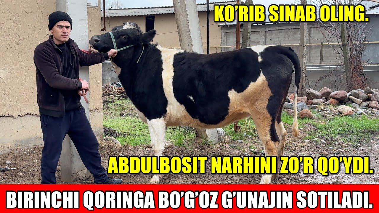 BIRINCHI QORINGA BO’G’OZ G’UNAJIN SOTILADI.