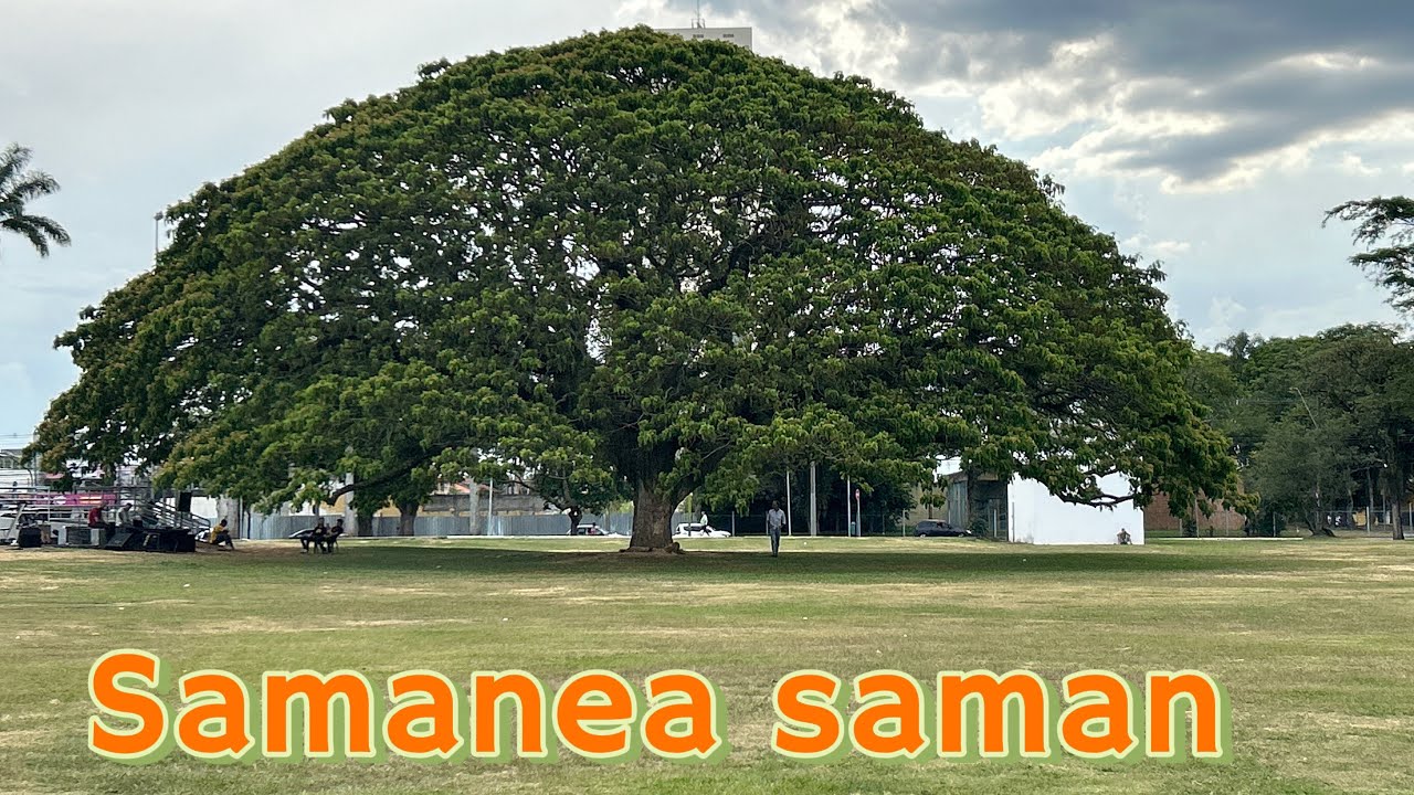 Samanea saman, maravilla de &aacute;rbol