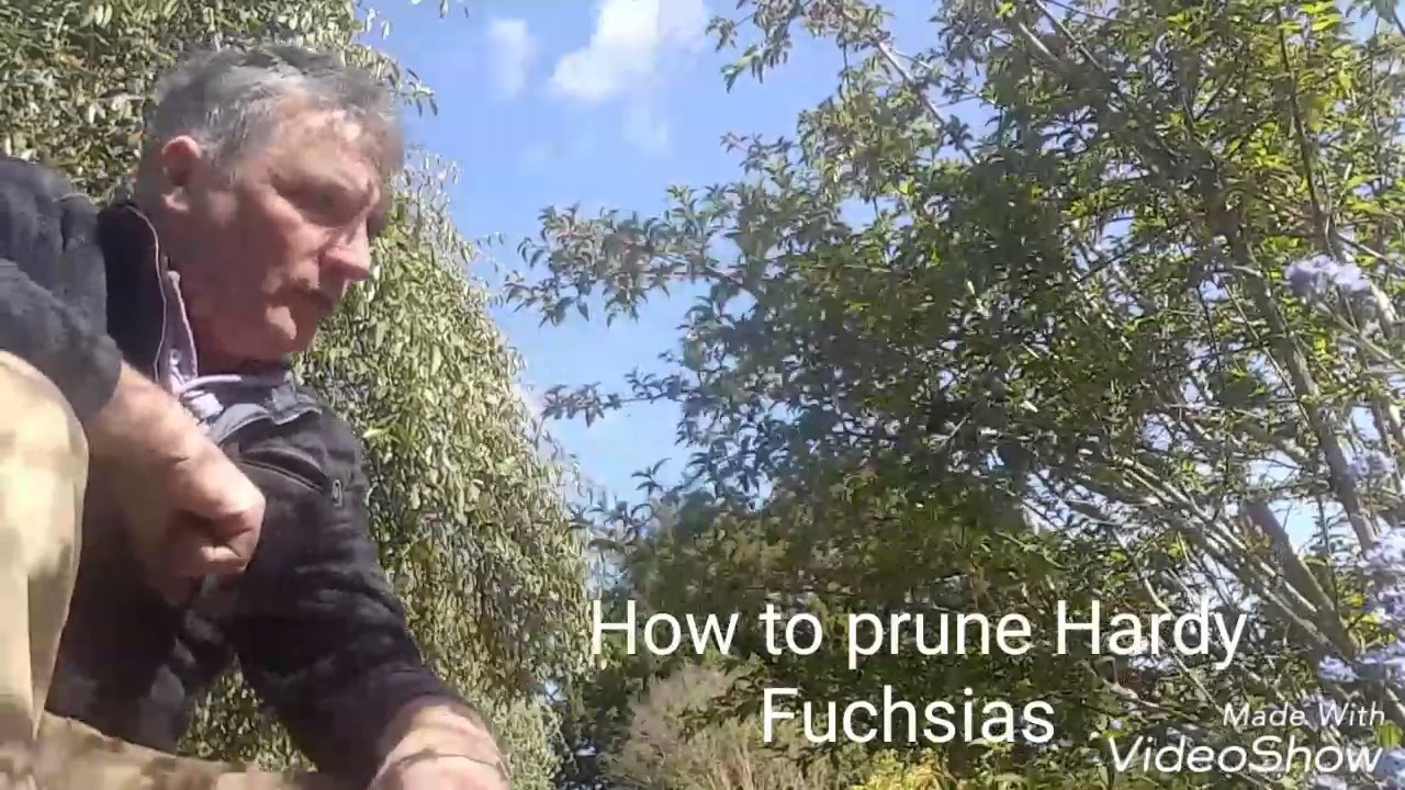 How to prune Hardy Fuchsias