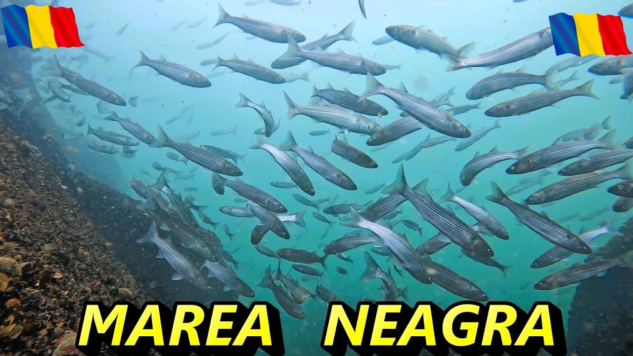 Spectacolul Chefalilor din Marea Neagră VLOG  !