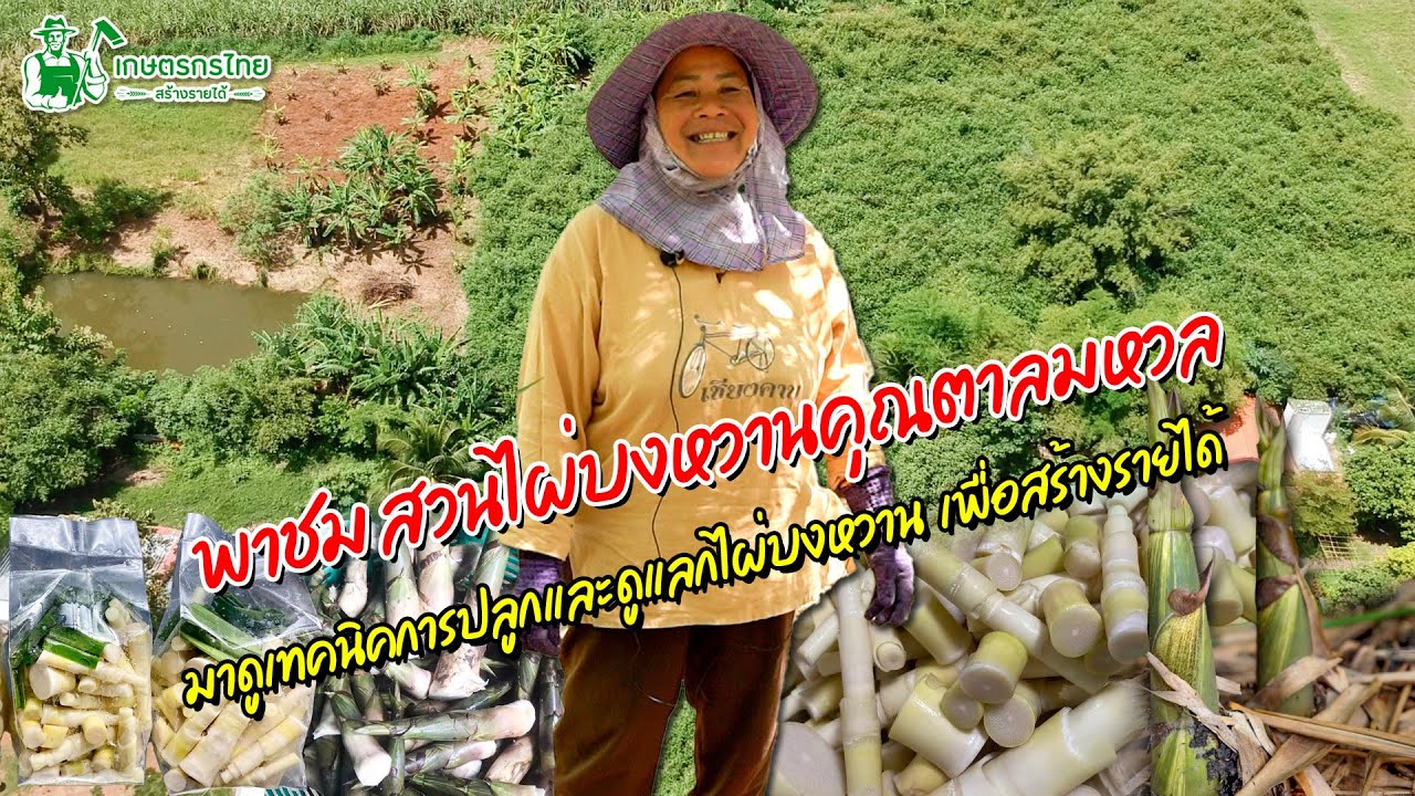 พาชมสวนไผ่บงหวานคุณตาลมหวล ดูเทคนิคการปลูกและดูแลไผ่บงหวาน สร้างรายได้  l  ชมสวนเกษตรกรไทย Ep213