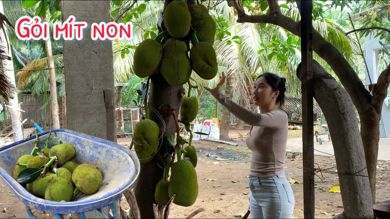 Hái Mít Non Sau Nhà Làm Gỏi Mít Non Ăn Với Bánh Đa - Đặc Sản Bình Định