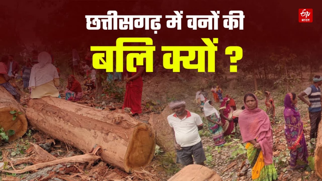 Kanker Village : आदिवासी सीएम साय के राज में छत्तीसगढ़ के वनों की बलि क्यों, कब होगी कार्रवाई | News
