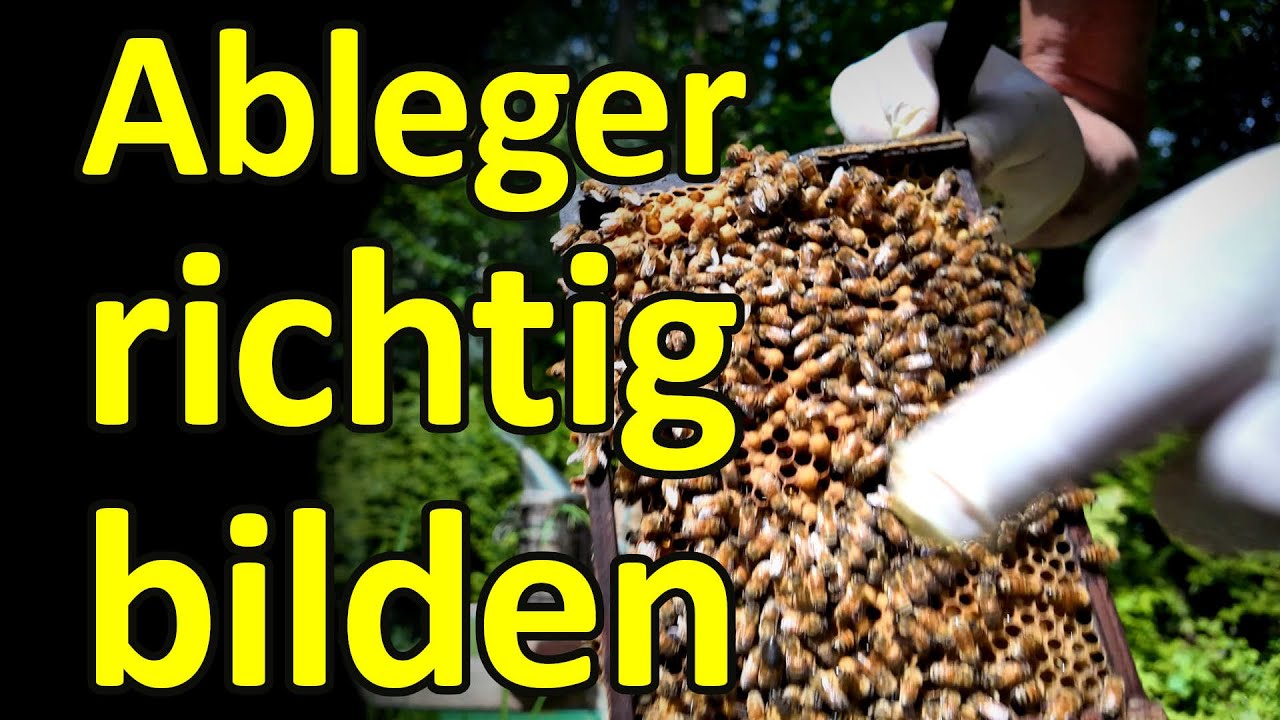 Bienen: Ableger richtig bilden am Heimatstand! So klappt das immer. Ligustica Königinnenableger