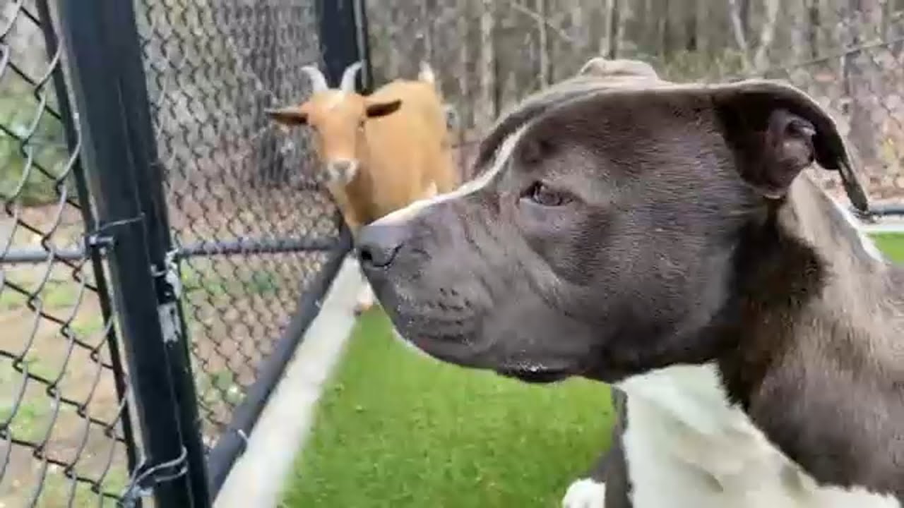 Adorbs Alert! Goat, dog duo living in harmony as BFFs at Wake Animal Center