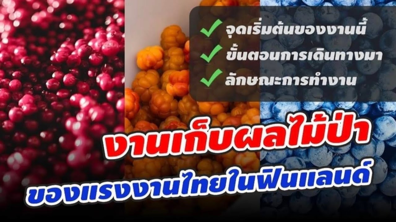 รายละเอียดของงานเก็บผลไม้ป่าฟินแลนด์ | อยากมาต้องรู้ข้อมูลนี้!| สมัครที่ไหน?