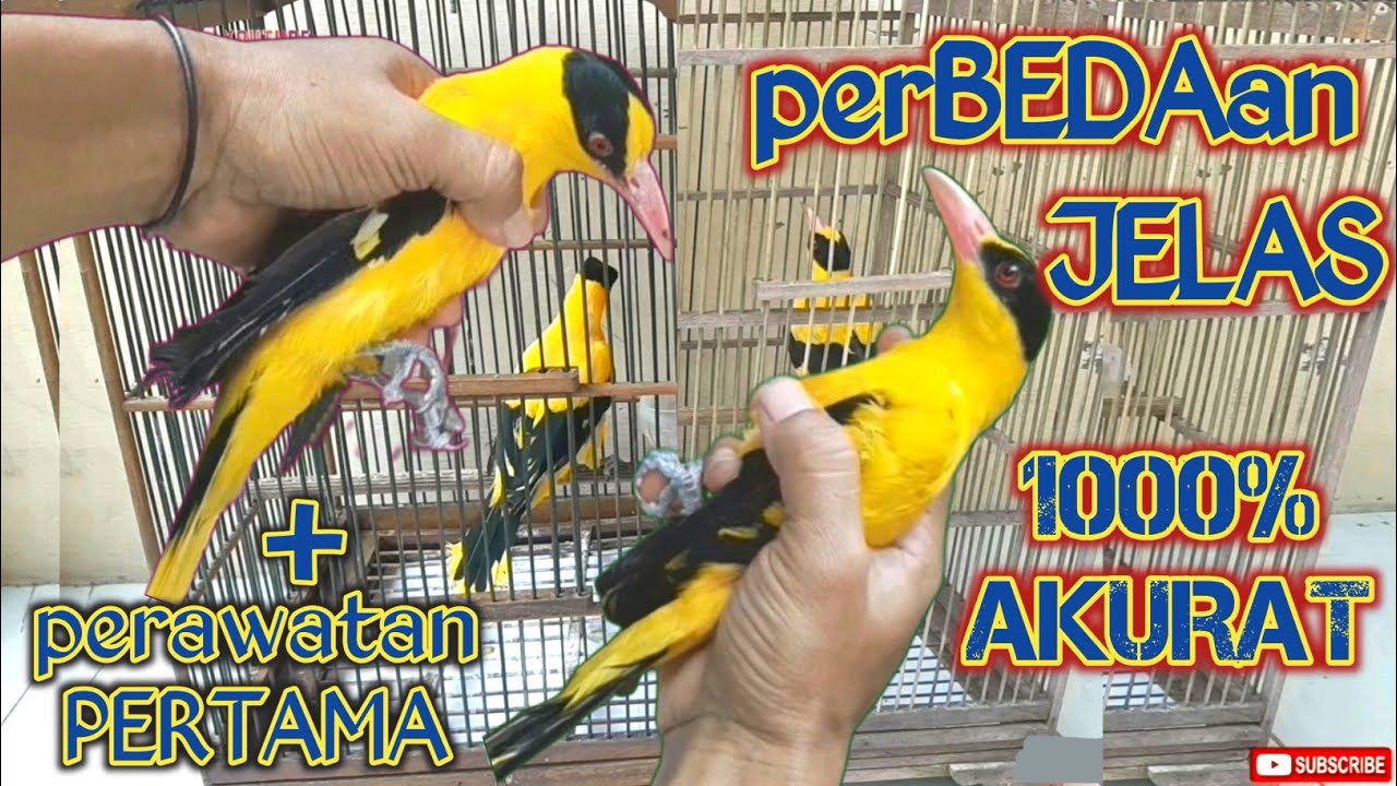 MEMBEDAKAN BURUNG KEPODANG EMAS JANTAN DAN BETINA || Ciri-ciri Akurat Kepodang Emas Sumbawa Jantan