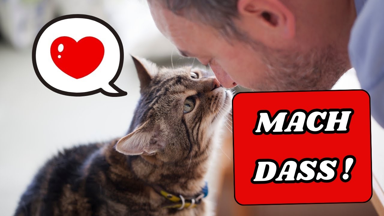 10 Wege, deiner Katze Liebe zu zeigen &ndash; so dass sie es wirklich versteht!