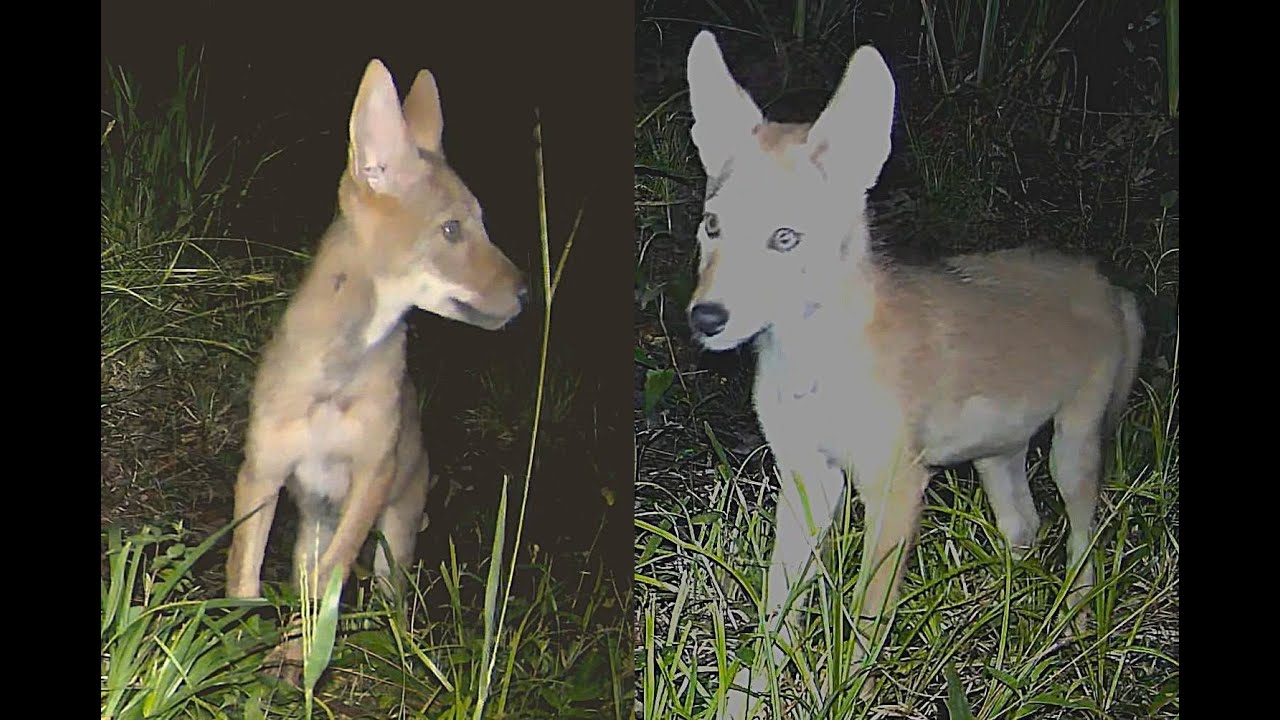 Cute Coyote Pups (5 of them!) Cavort in the Wild