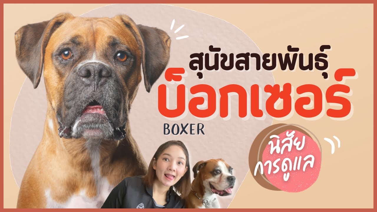 สุนัขสายพันธุ์บ็อกเซอร์ สายอารักขา รู้ก่อนเลี้ยง (EP.39)