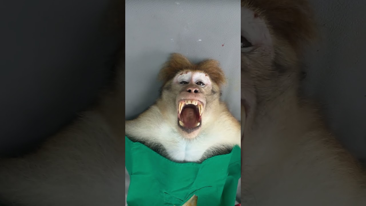 Monkey screaming #animals#nature#Monkey