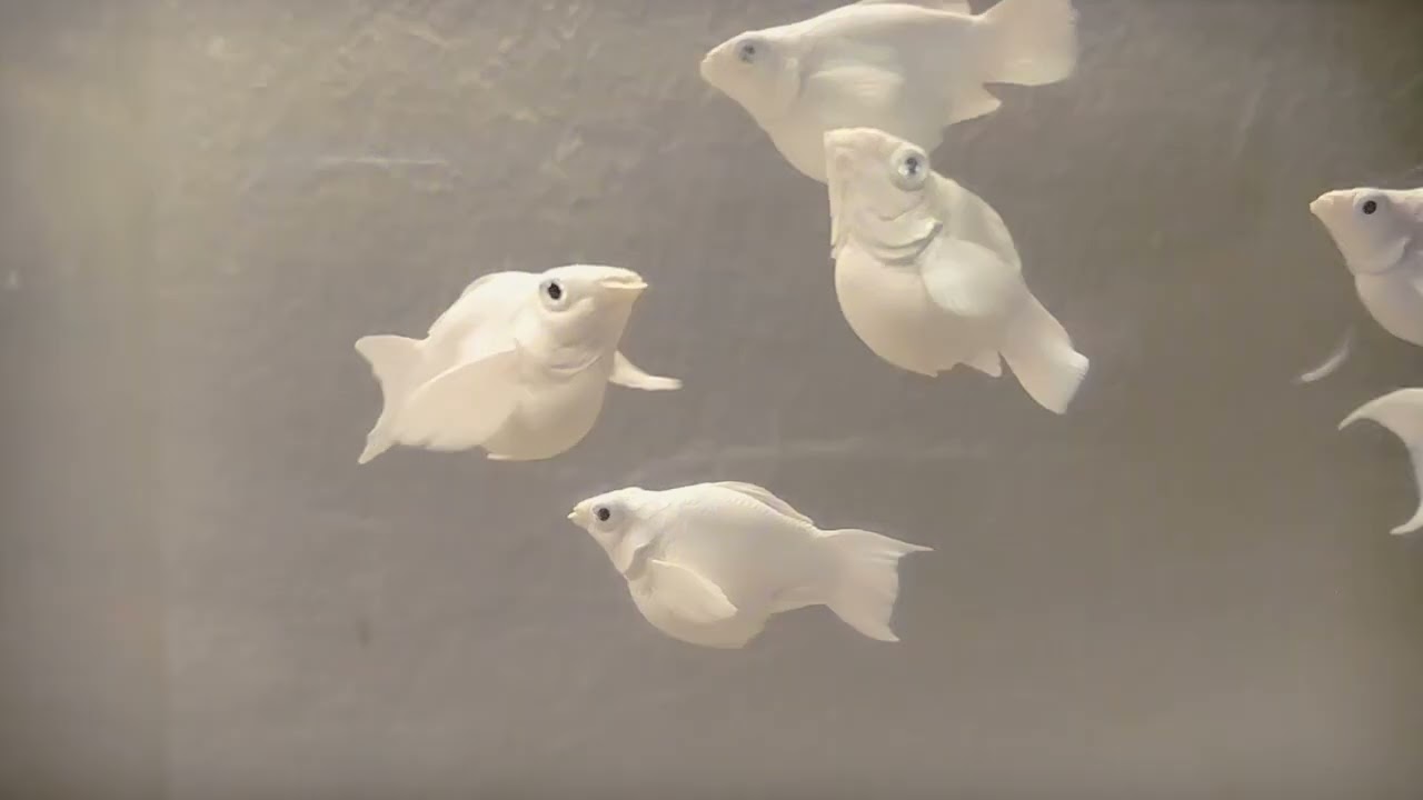 PA I.D NALANG MGA IDOL KUNG ANONG STRAIN MOLLY NASA AQUARIUM KO.