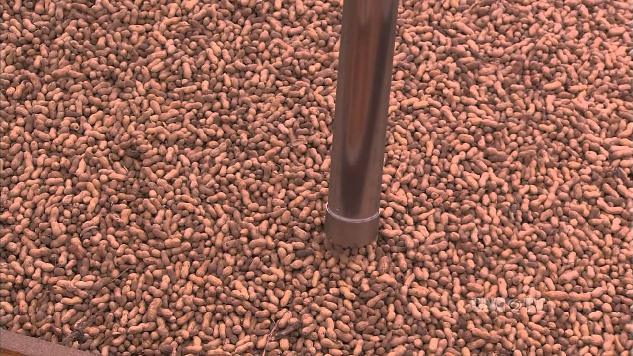 Going Nuts