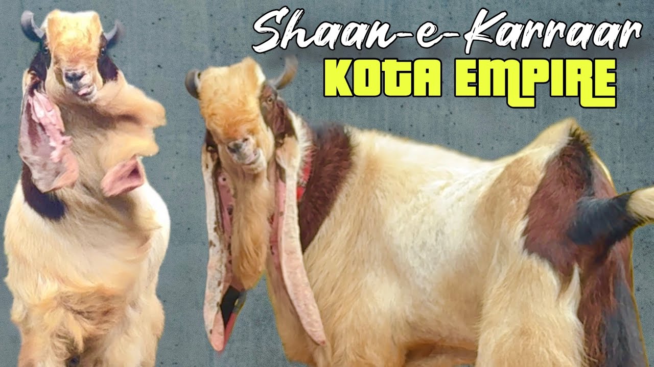 Kota Empire’s Shaan-E-Karraar | Jaat & Radha Kishan Bloodline Breeder