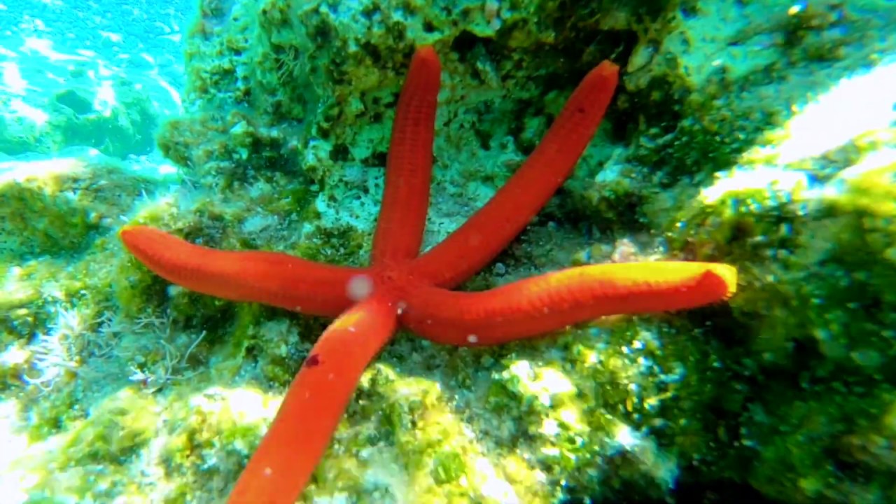 Underwater paradise of Karpathos
