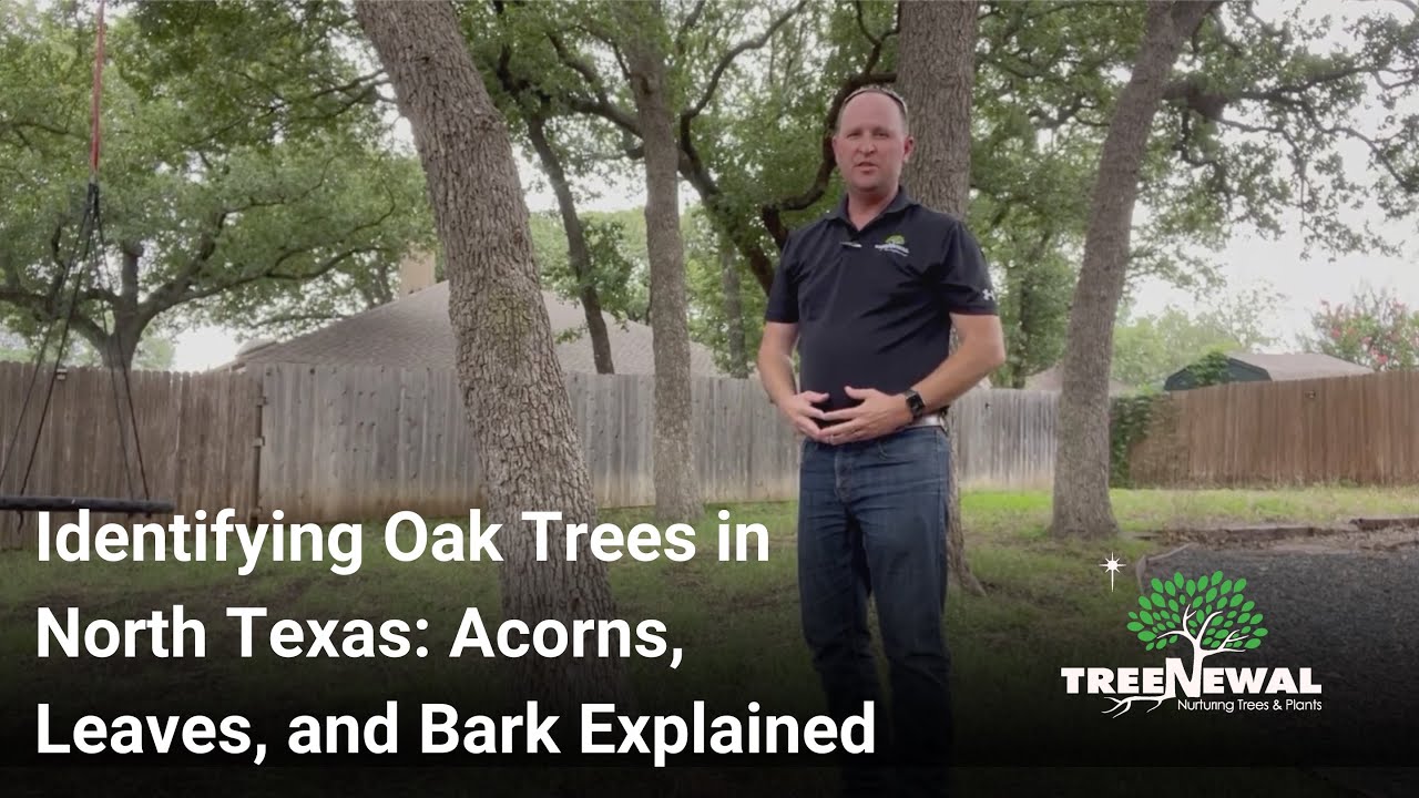 Identifying Oak Trees in North Texas  Acorns, Leaves, and Bark Explained