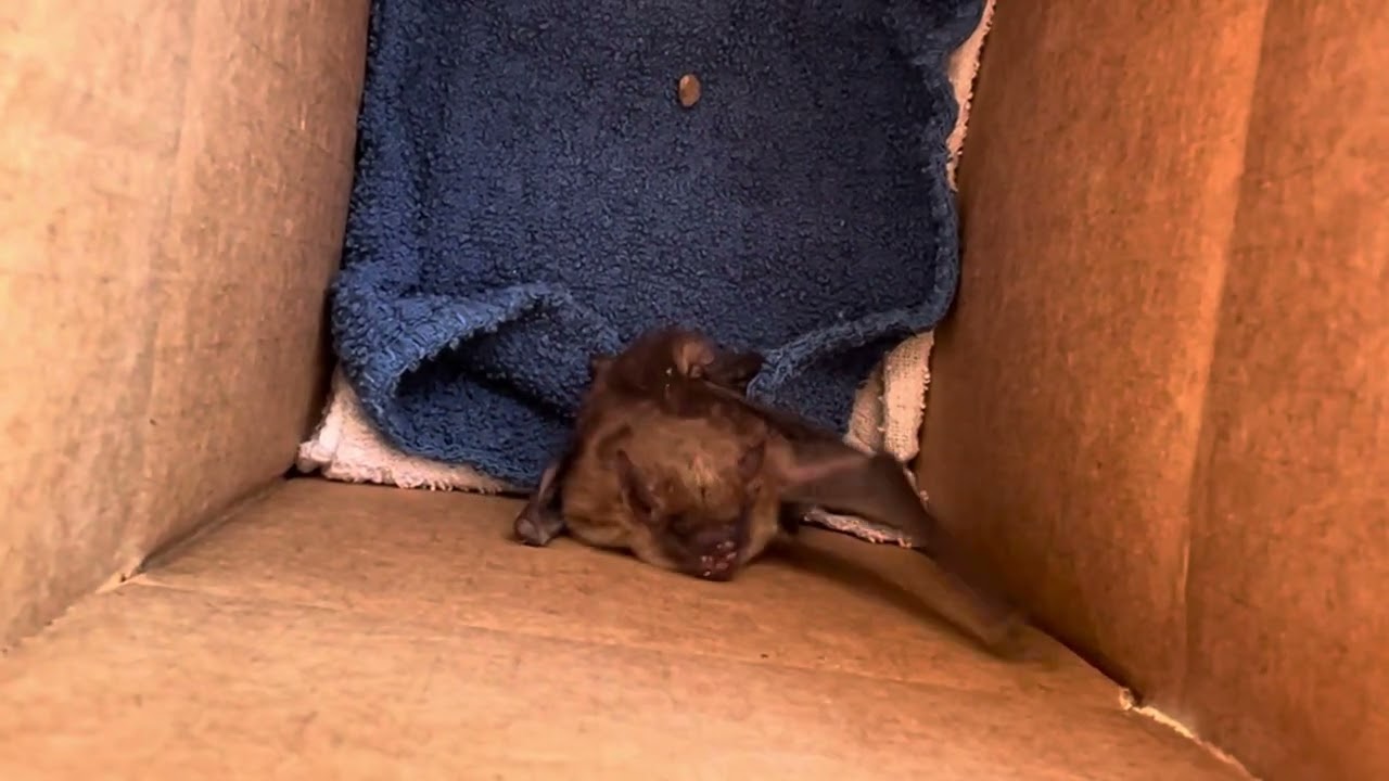 Little Brown Bat echolocation sound