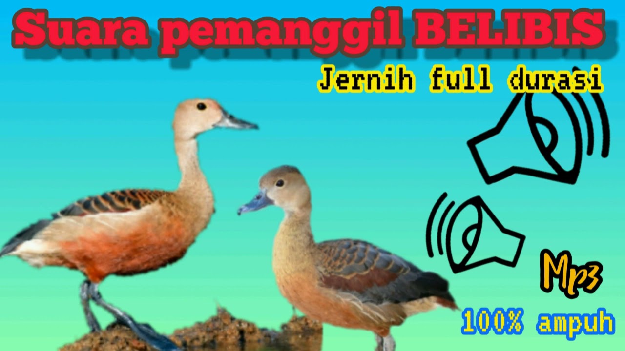 suara pikat belibis ampuh//jernih durasi panjang