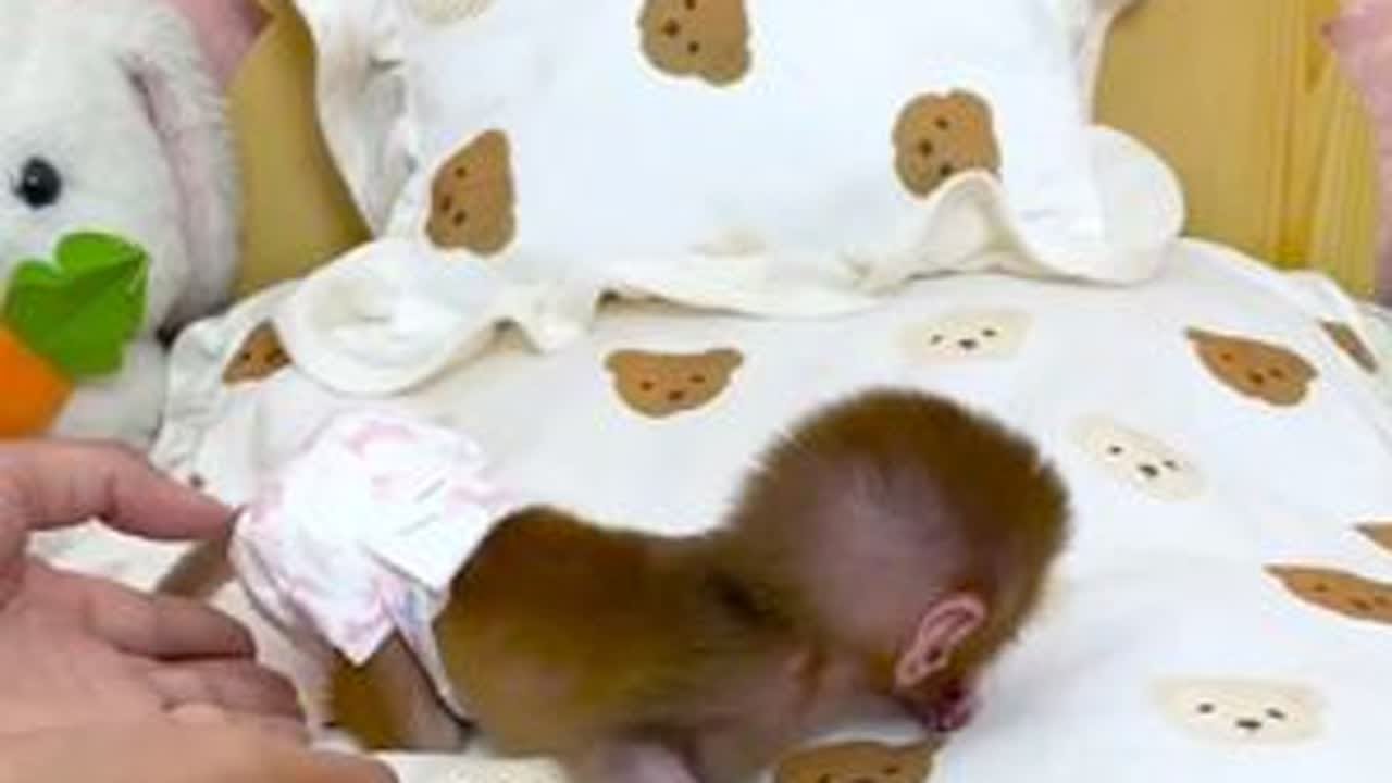 给小猴子换了个新床 #小猴子 #可爱的小猴子 #可爱的小动物 #动物趣事 #动物世界