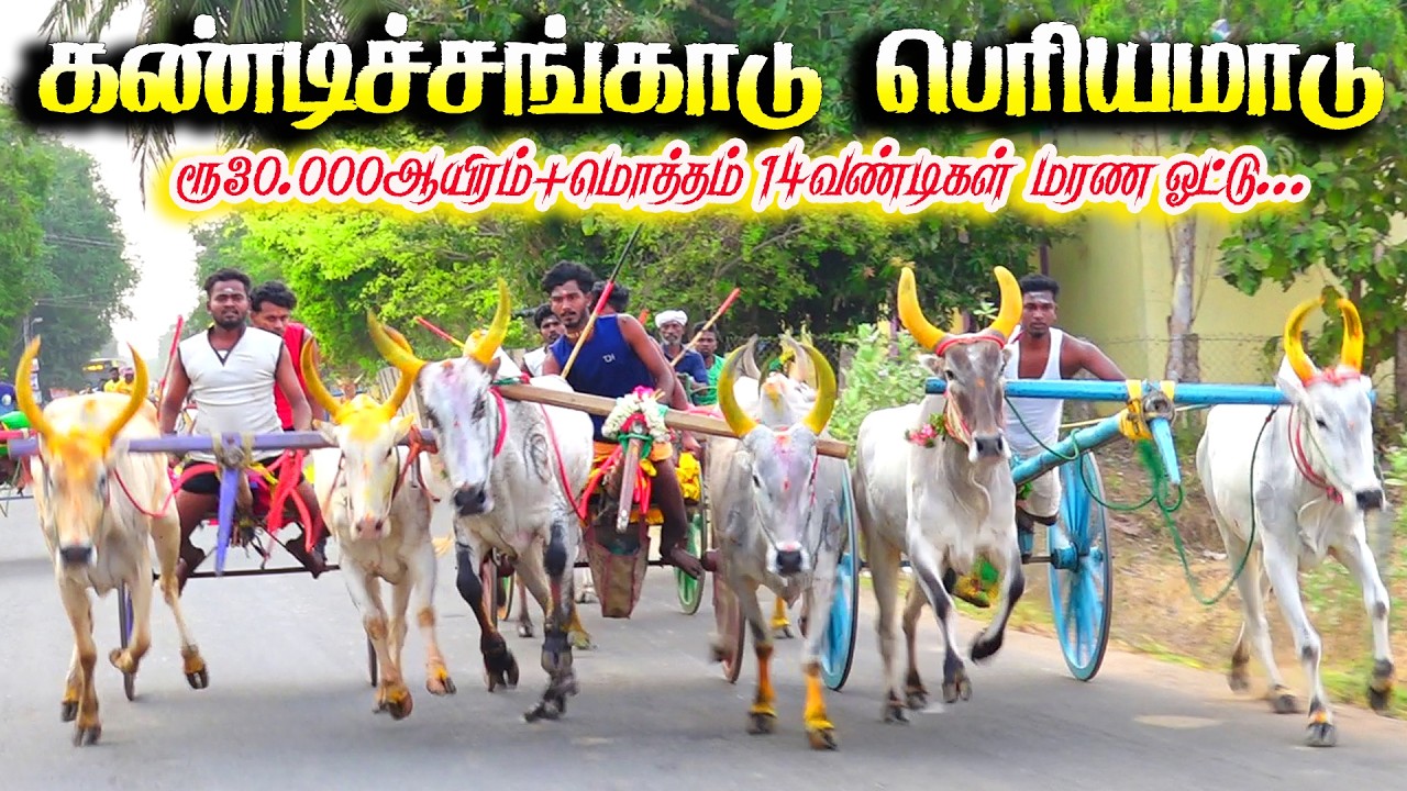 கண்டிச்சங்காடு பெரியமாடு பந்தயம் 09.03.2026