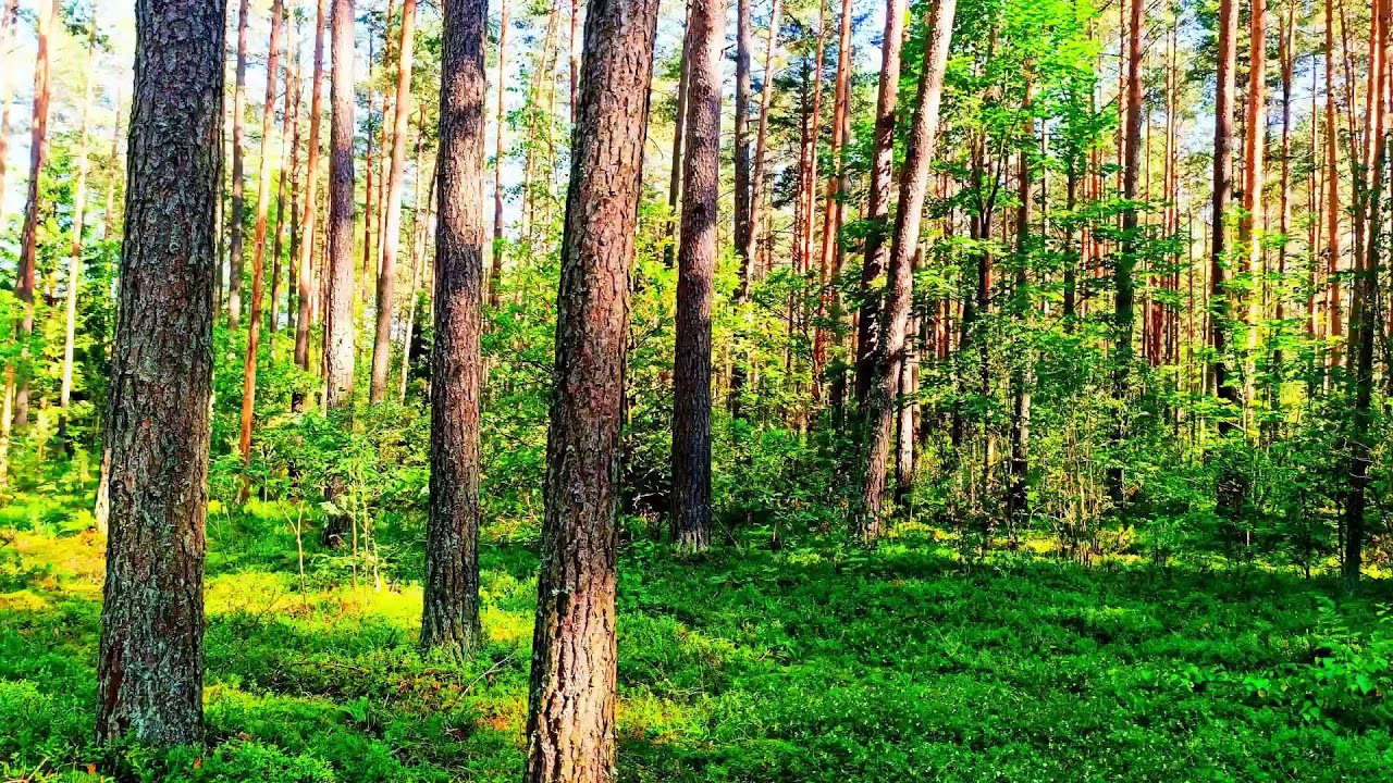 Целебное пение птиц. Крепкое здоровье благодаря звукам природы.
