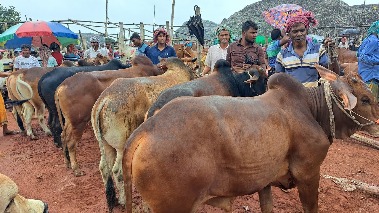 রাজশাহী সিটি হাট থেকে গরুর দাম জানুন#cow_market