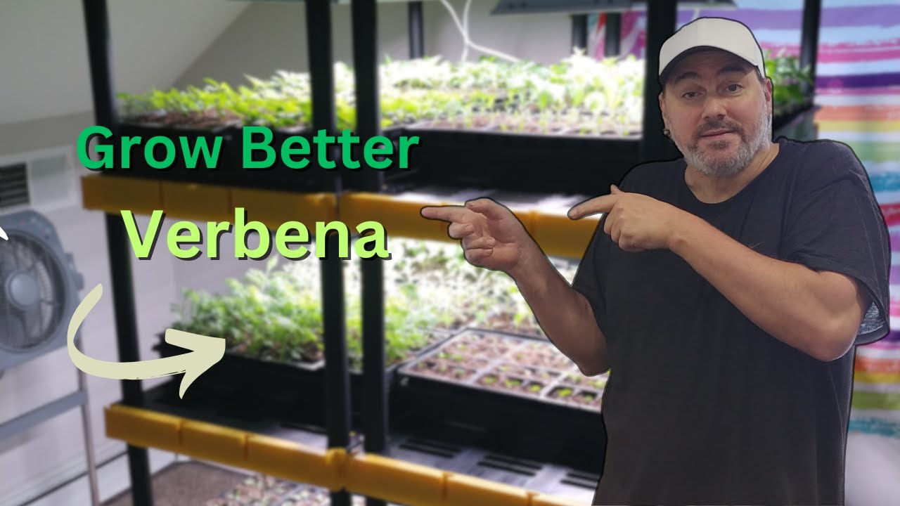 How to Grow Verbena from Seed  : Beginner's Complete Guide