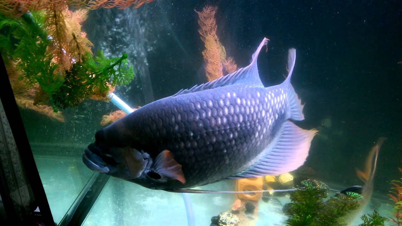 Feeding with food pellets , giant guorami , 古代戰船魚
