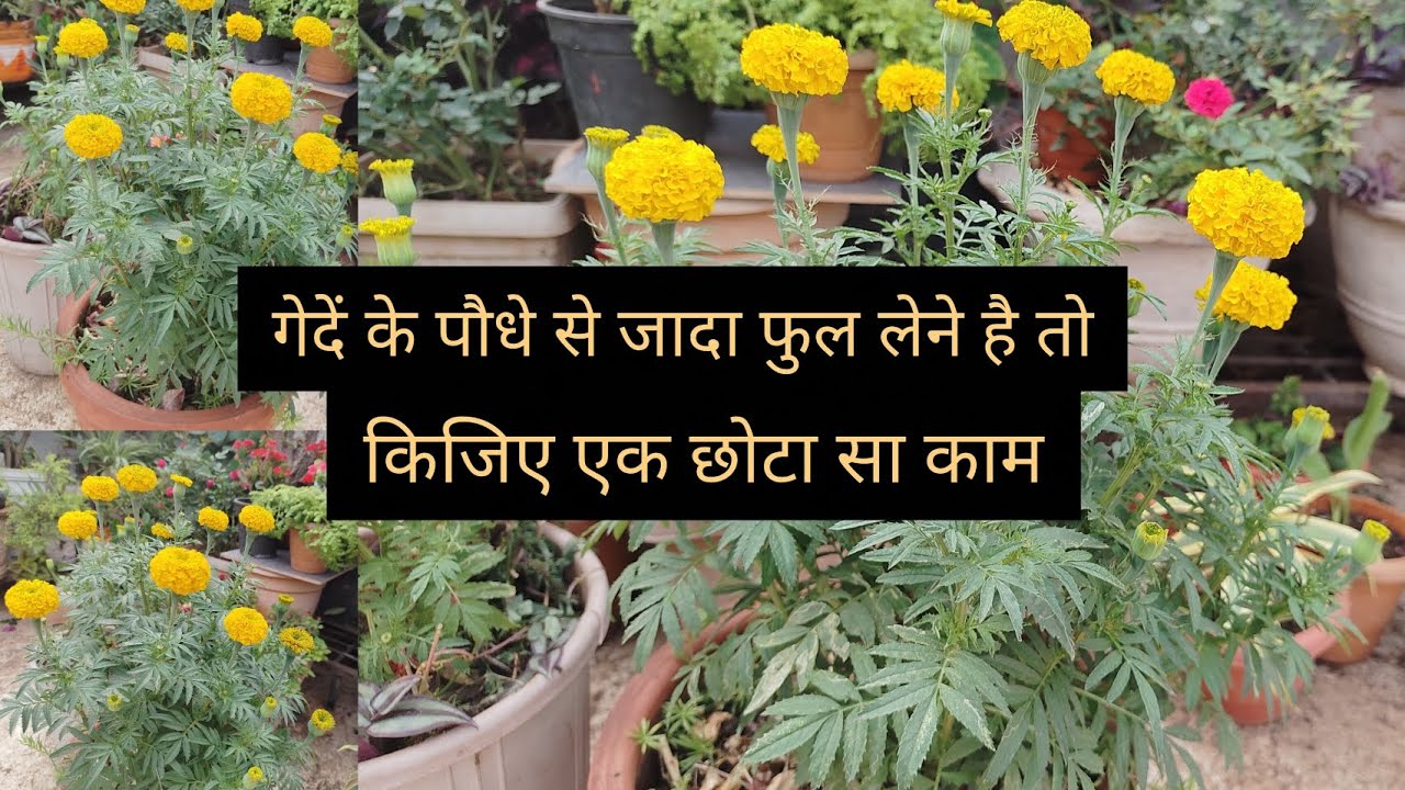  गेदें के पौधे से जादा फुल कैसे लिए# Marigold #gardening #plants #🌱🌱🌼🌼💡
