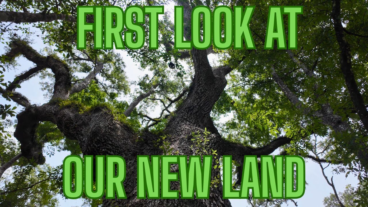 First Walk on our Homestead as Raw Land. This place is going to take some work, but the trees!