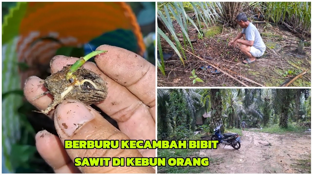 BERBURU KECAMBAH BIBIT SAWIT DI KEBUN ORANG