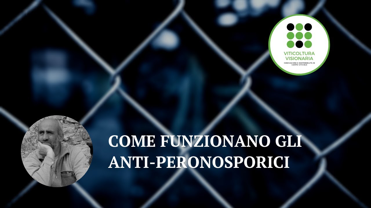 I meccanismi d'azione degli anti-peronosporici