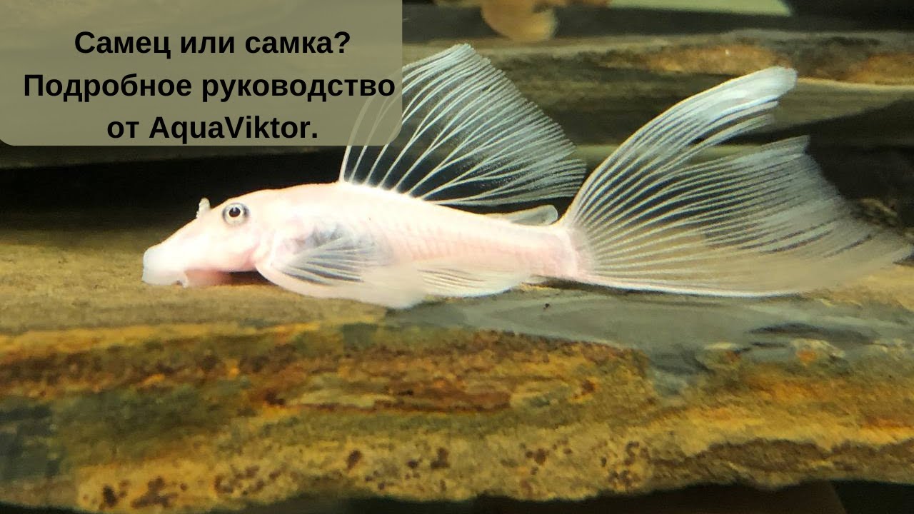 Самец или самка? Подробное руководство по определению пола анциструса!
