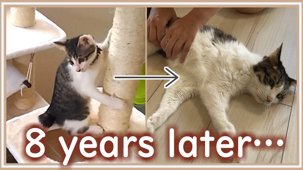 【感動】さようなら、大好きだった猫