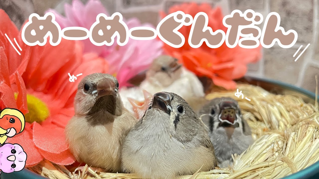 【キンカチョウ】集まれ！めぇめぇ軍団【こんぱまる名古屋店】