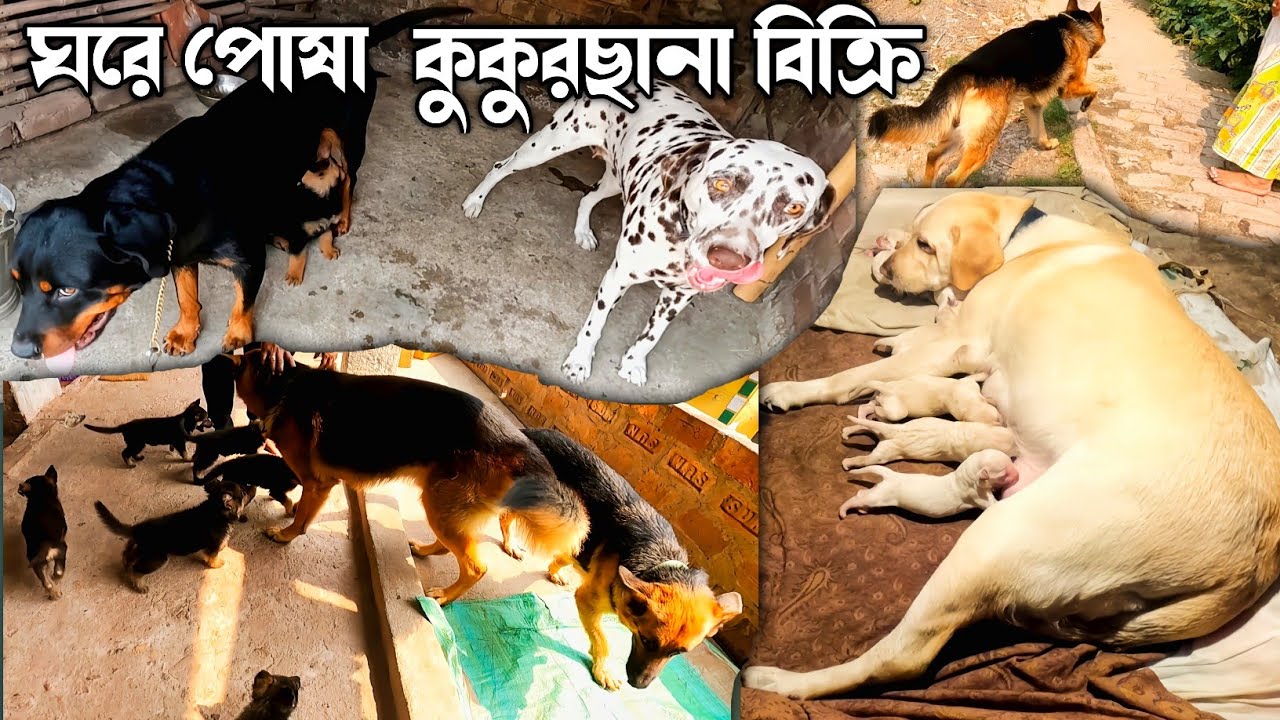 Cheap price Puppy Sell in Kolkata। New Born Labrador Puppy। German Shepherd, Rottweiler