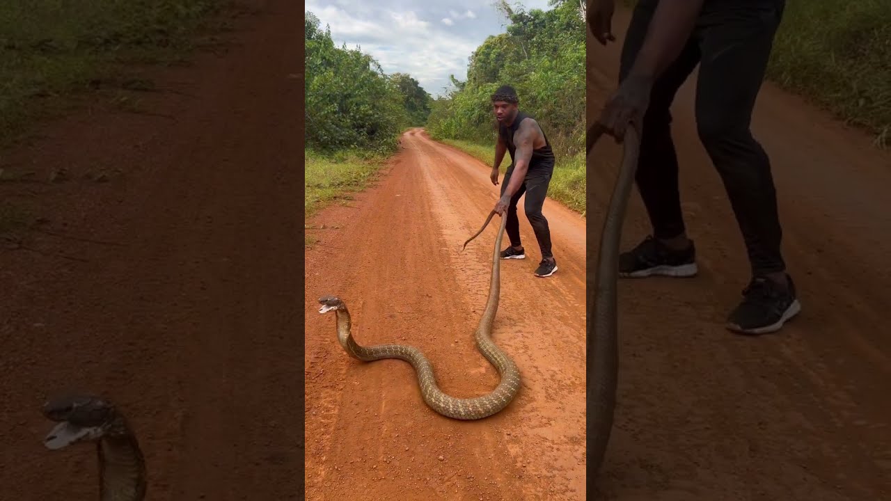 14 ft king cobra crossing the street #shorts #animals #nature #snake