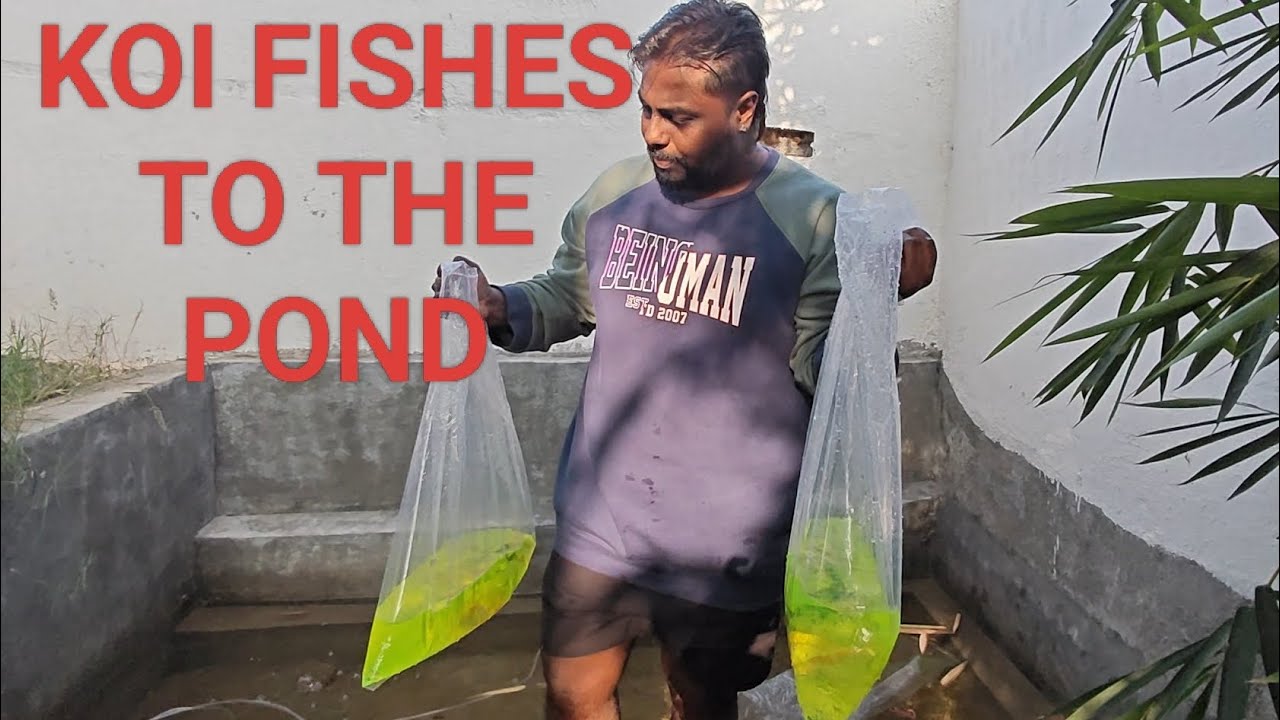 Koi introduction to the pond #koipond #koi 