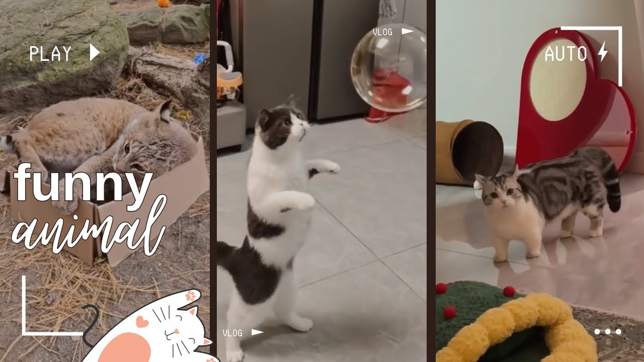 Funny cats. Jokes with cats. Cats, kitties. #cat #cute #cutecat #cute #funnycats