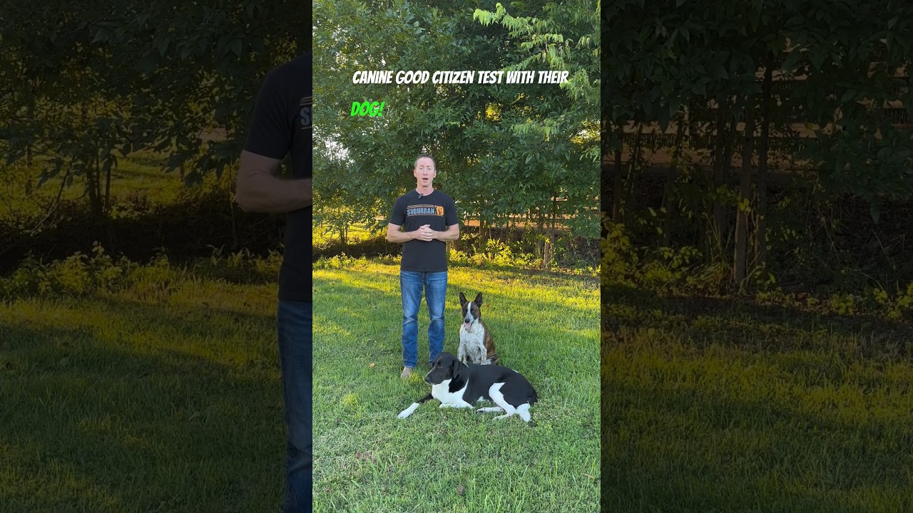 How to Pass the AKC Canine Good Citizen Test #dogtraining #dogtrainer #dogtrainingtips
