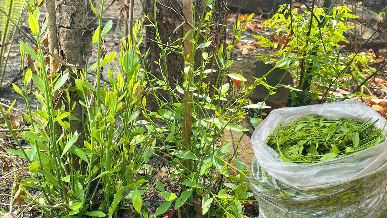 เก็บผักหวานพุ่มเล็กๆแตกยอดขึ้นจากดิน มีแต่ยอดอ้วนๆทั้งนั้น