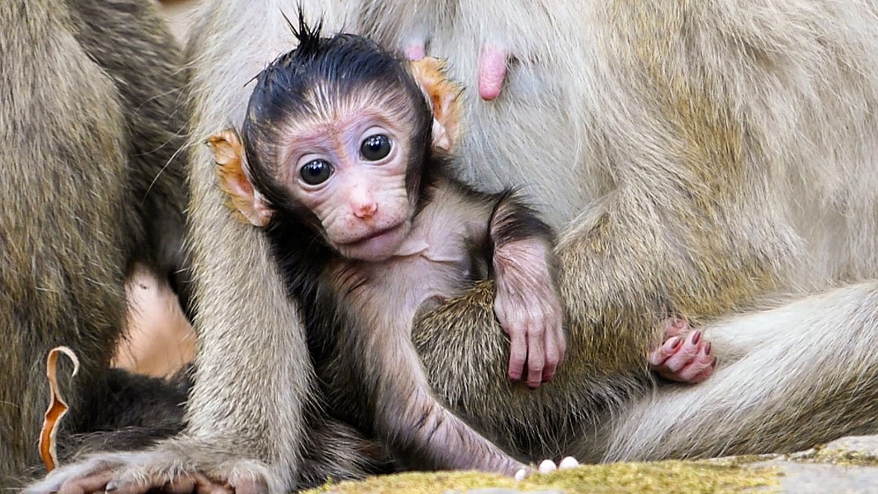 Gentle wildlife life | Newborn baby Benji insists mom to walk but mom stops cuz ITS early