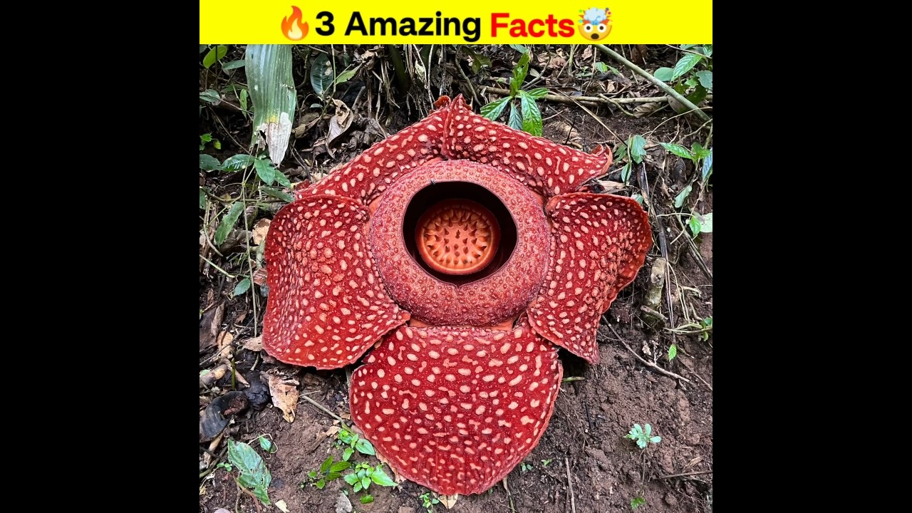🔥3 Amazing facts 🤯