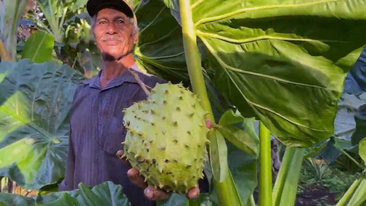 See Inside a Hidden Tropical Forrest in Vava&rsquo;u, Tonga