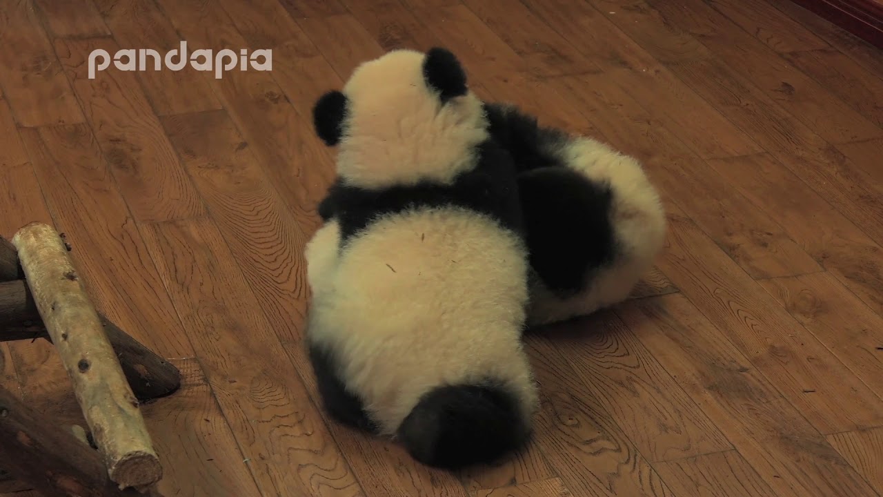 Panda Cheese and Sesame’s fight