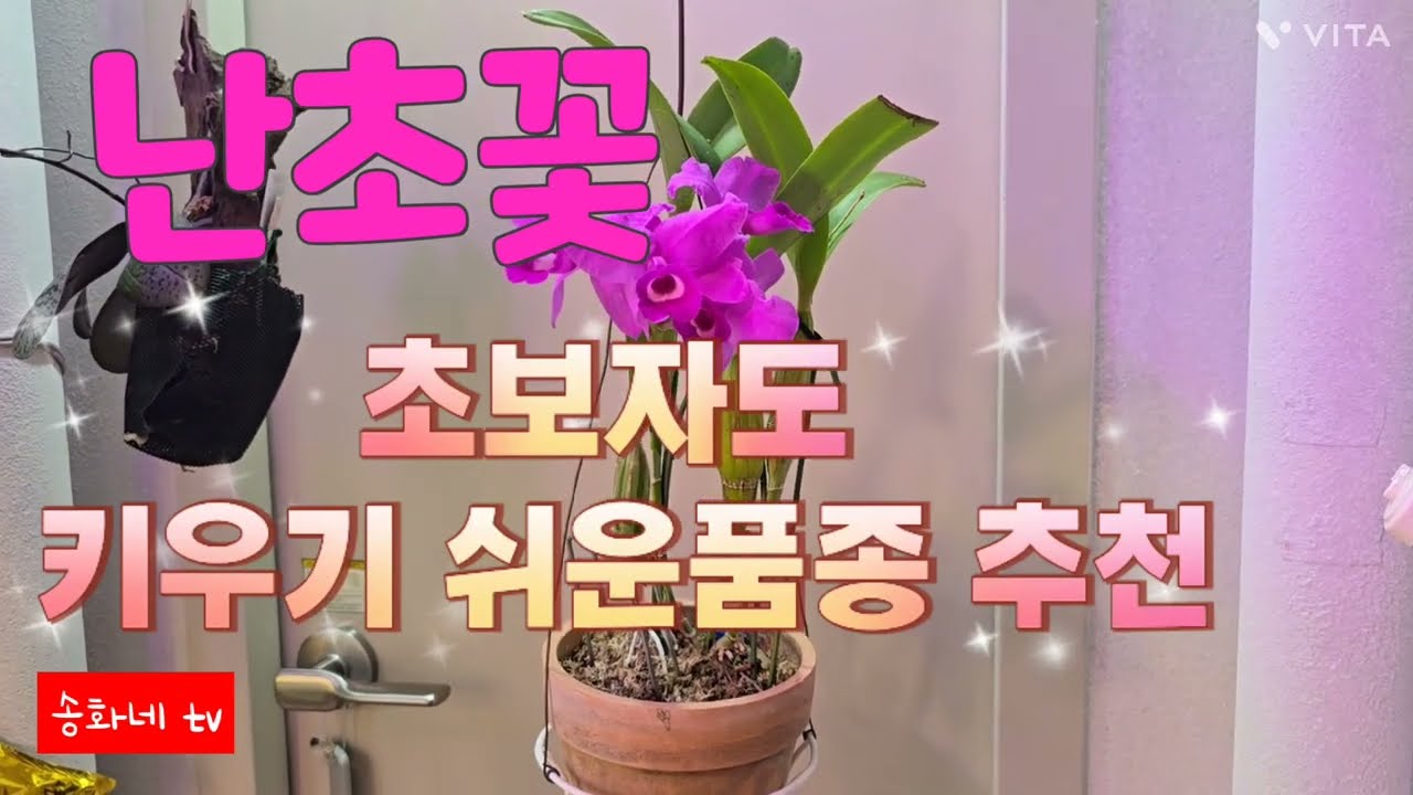 초보자도 키우기 쉬운 난초#카틀레야 과리안테 스키네리(Cattleya skinneri)#송화네 tv